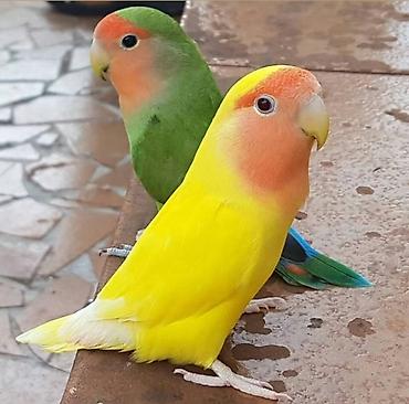 it ucun yuva: Məhsul: Ağızlı tutuquşu (lovebird) cütlüyü – rəngli mutasiyalar — 1