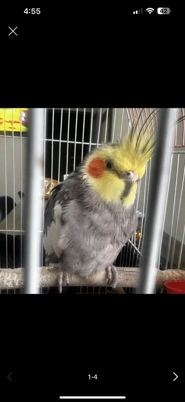 Птицы: Продам попугая кореллу 1,5 годика. Мальчик. С клеткой,едой, и