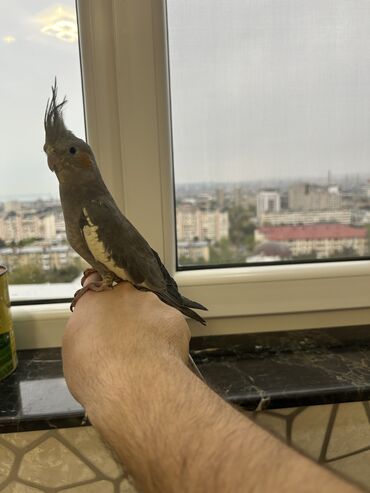 Tutuquşları: Erkək Korella papuqayı satılır Dekabrın 1-i doğulub Boz rəngi və — 6