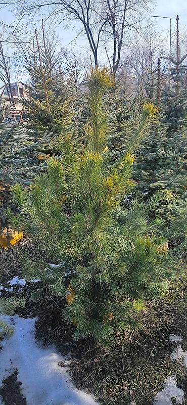 Искусственные ёлки: Ёлка,сосна,голубые ели,пихта,берёза — 21