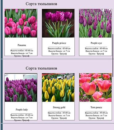 Цветы и букеты: ТЮЛЬПАНЫ ОПТОМ БИШКЕК — 1