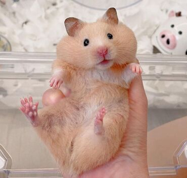 Хомяки: Продаются хомячки джунгарские, сирийские, ангорские пушистые хомячки — 15