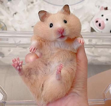 Хомяки: Продаются хомячки джунгарские, сирийские, ангорские пушистые хомячки — 4