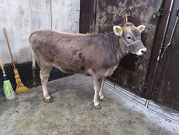 Коровы, быки: Продаю | Бык (самец) | Швицкая | На откорм | Племенные — 2