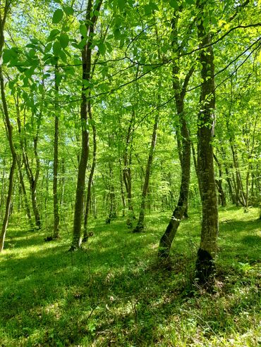 Həyət evləri və villaların satışı: 3 otaqlı, 130 kv. m, Kredit yoxdur, Təmirsiz — 17