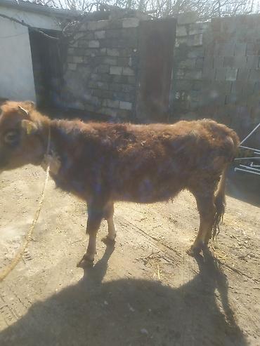 Dana, buzov: Dana, buzov — 3