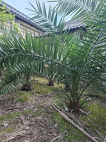 Çöl bitkiləri: Ağac, gullerin satişi — 4