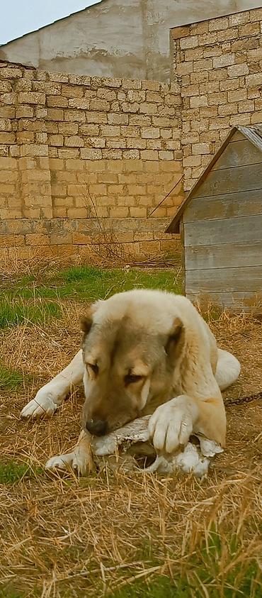 İtlər: Kanqal, 2 il — 7