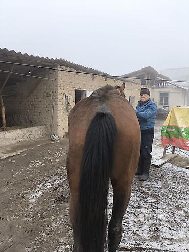 Лошади, кони: Продаю | Жеребец | Полукровка | Конный спорт — 4