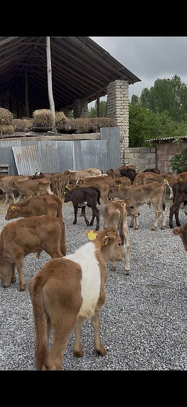 Dana, buzov: Ətlik istiqamət üçün buzovlar - Yaş qrupu: erkən yaşlı buzovlar - — 15