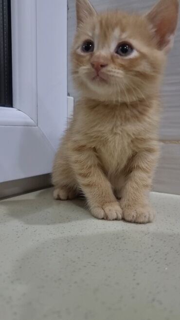 Pişiklər: Şotland, Erkək, Ünvandan götürmə, Ödənişli çatdırılma -da lalafo.az — 9 Pişiklər: Şotland, Erkək, Ünvandan götürmə, Ödənişli çatdırılma — 9