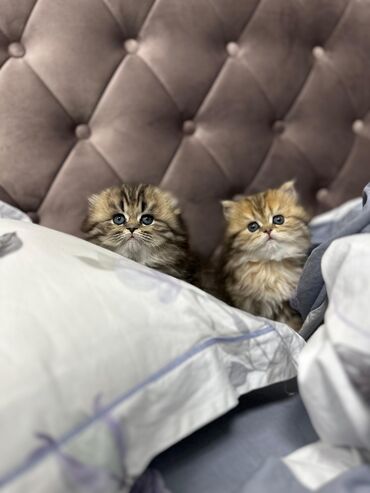 Pişiklər: Şinşilla, Dişi, Erkək, Yaxşı əllərə, Ödənişli çatdırılma, Ünvandan götürmə, Pulsuz çatdırılma — 9