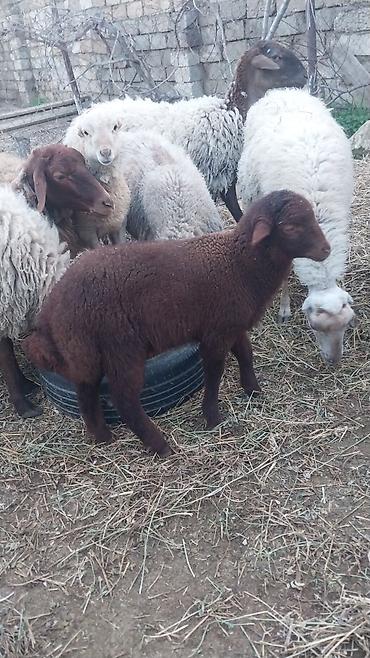 Qoyunlar, qoçlar: Razılaşma yolu ilə çox təcili satılır.balalı balasız fərq etmir — 12