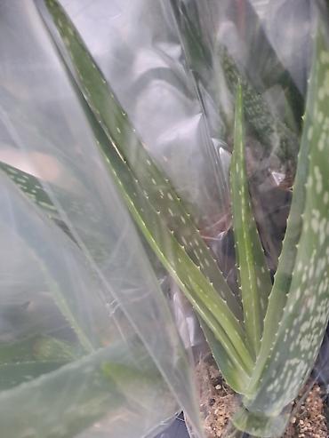 Ostale kućne biljke: Chlorophytum, Tamjanika, Sanseverije, Yucca, Drvo Zivota, Palma — 16