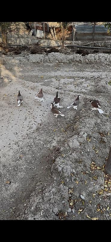 bala keçi: Delfinler satilir ciddi alicilar yazsin — 1