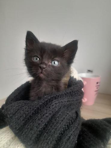 Продажа кошек: 🎁 Полностью домашние, к лотку и миске приучены (ну, почти — они — 1