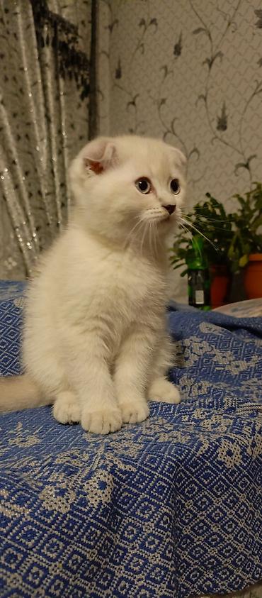 Кошки: Шотландская, Самка, В добрые руки, Платная доставка, Самовывоз — 2