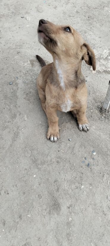 10 ay, Dişi