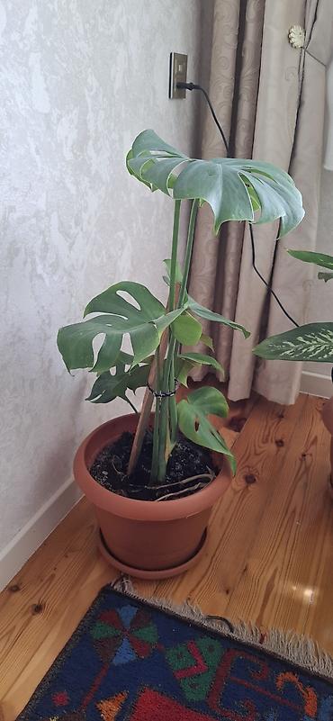 monstera bitkisi: Monstera deliciosa (Swiss cheese plant). torfa əkilib. badamdardadı — 2