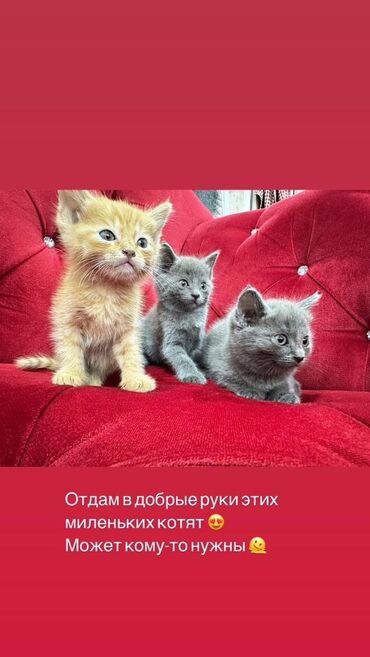 шотландская прямоухая кошка: Кошка даром: Беспородная, 1 месяц, Мальчик, Метис, Приучена к лотку