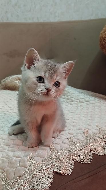 Pişiklər: Britan — 3