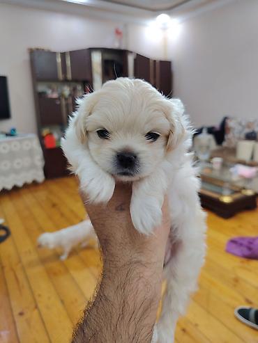 Pekines, 2 ay, Dişi lalafo.az -da Pekines, 2 ay, Dişi