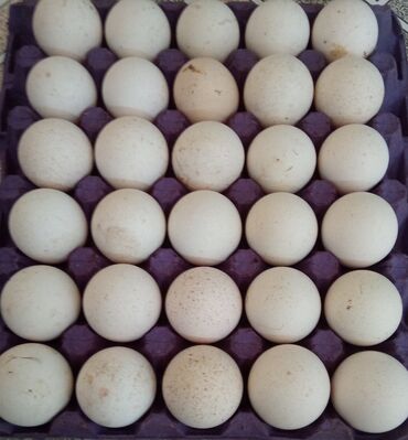 edilbay qoyunu satilir: Hinduşqa yumurtası satılır. Xoruzlu yumurtadır