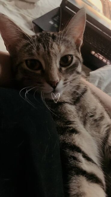 объявления о находке документов: Пропала кошка,25-го Октября,в районе Аламедин 1,если кто то