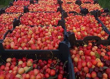 quba: 2500 sot, Kənd təsərrüfatı, Kupça (Çıxarış) — 2