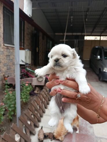 İtlər: Pekines