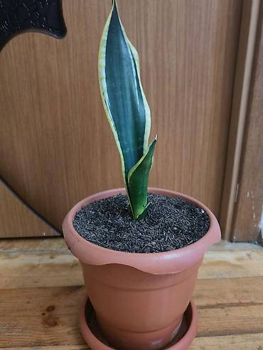 gence baki: Sansevieria (Qayın dili) – saksı bitkisi - Növ: Sansevieria — 2