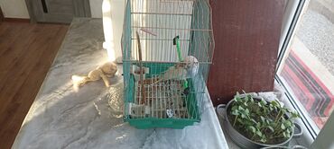 заяц живой: Попугай волнистый (с клеткой) 2000 сом