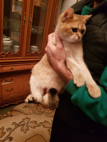 Pişiklər: Qızıl şinşilla, Erkək, Dişi — 4