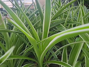 Ostale kućne biljke: Filadendron, velika biljka sa prve slike je 1000, Chlorophytum sa — 3