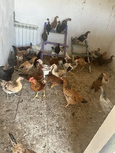 meşə toyuğu: Toyuq, Yumurtalıq — 2