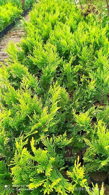 divar kağızları ve qiymetleri: Limonni yolka. Leylandıra. amerkan toya. kamsparis .majivilik — 9