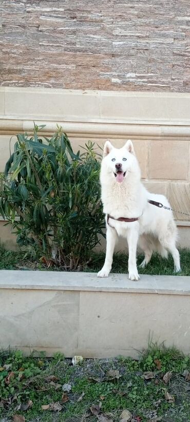 it pitbul: Xaski