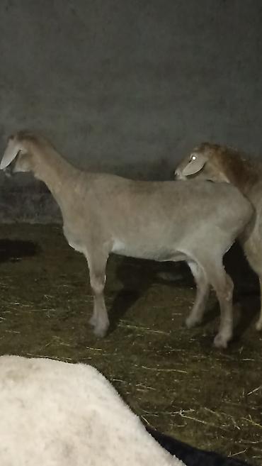 Баран, овца: Продаю | Баран (самец) | Полукровка | Для разведения — 6