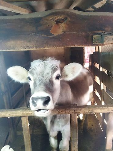 бык ххх: Продаю | Бык (самец) | Искусственник — 4