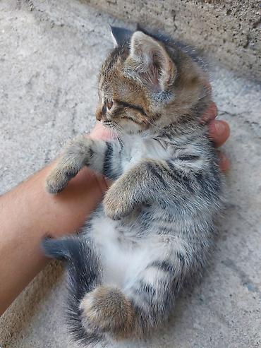 один мальчик и два котёнка: Котёнок, полосатый тигрёк с белыми лапками и грудкой - Порода — 5