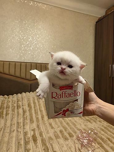 Pişiklər: Britan — 4