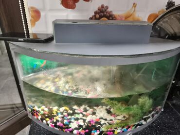 Akvariumlar: Yarımay formalı şüşə akvarium seti - Ön hissəsi qabarıq (panoramik) — 2