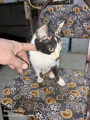 Pişiklər: Dişi, Yaxşı əllərə — 5