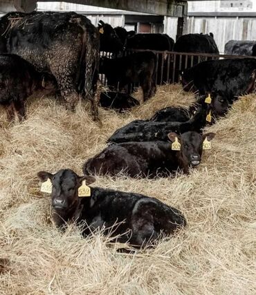 продаю музоо торпок корова самка бык самец айрширская ангус алатауская на забой для разведения на откорм племенные нетель привязанные: Продаю | Корова (самка), Бык (самец), Тёлка
