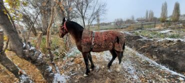 дома для кошек: Продаю | Конь (самец) | Для разведения, Конный спорт | Племенные