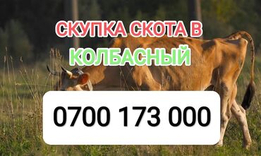 продаю кукуруза: Куплю | Коровы, быки, Лошади, кони | Круглосуточно, Любое состояние, Забитый