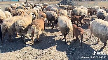 Qoyunlar, qoçlar: Dişi, il: 1, Damazlıq, Pulsuz çatdırılma — 14