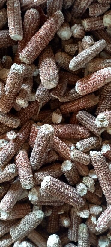 продаю сено в тюках: Кочерышки кукуруза