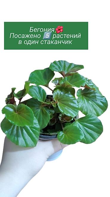 Хлорофитумы: Распродажа 🔥 Продаю комнатные растения 🪴. Пассифлора кализия розовая — 5