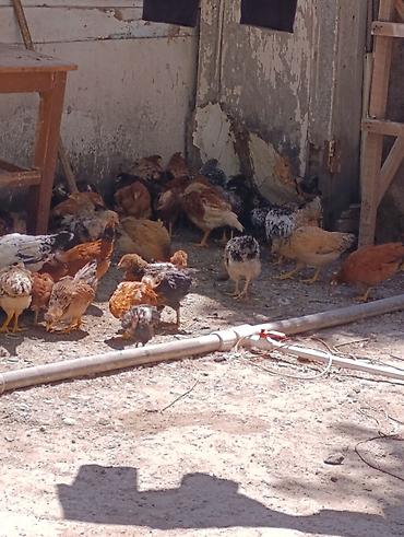 K/t heyvanları və malları: Toyuq cücələri, Damazlıq — 1